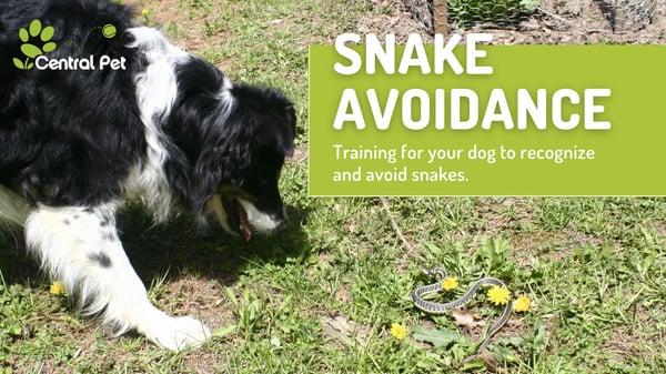 What You Should Know About Rattlesnake Avoidance Training for Your Dog